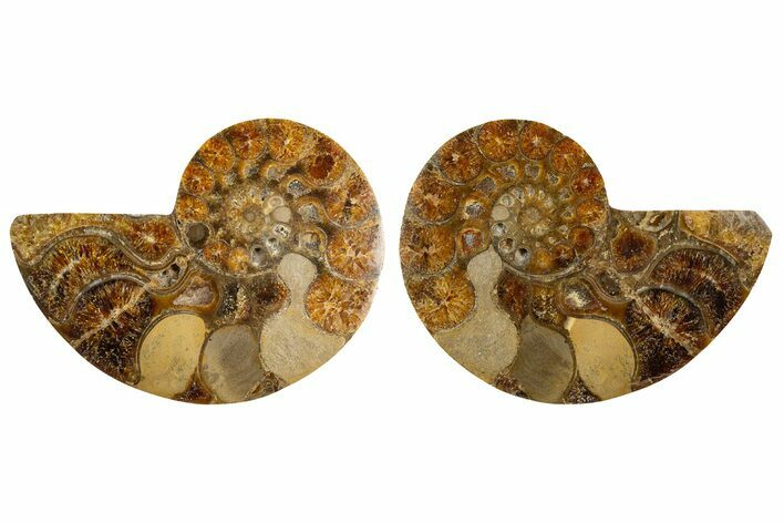 Cut & Polished Honey-Orange Ammonite - Befandriana, Madagascar #346945